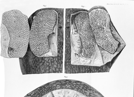 L0006121EA Dissection of the torpedo fish